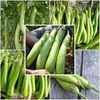 Eggplant- Thai Long Green