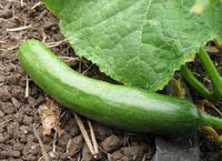 Diva – Treated Cucumber Seed
