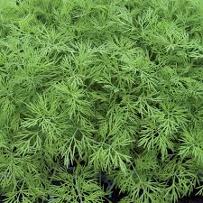 Ella – Organic Dill Seed