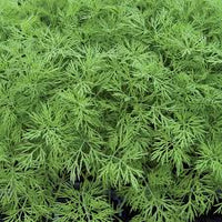 Ella – Organic Dill Seed