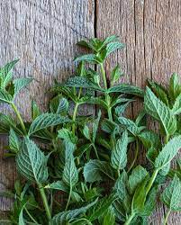 Peppermint Seed