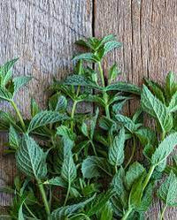 Peppermint Seed