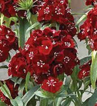 Sweet Black Cherry – Dianthus Seed