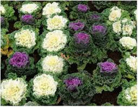 Ornamental Kale- Fringed Mix