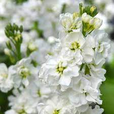 Stock- Giant Column White Christmas