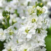 Stock- Giant Column White Christmas