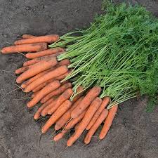Negovia – Organic Carrot Seed