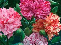 Chabaud Carnation Set – Dianthus Seeds