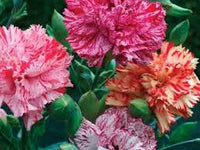 Chabaud Carnation Set – Dianthus Seeds