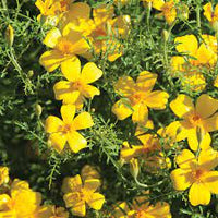 Lemon Gem – Marigold Seed
