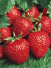 Earliglow – Strawberry Plants