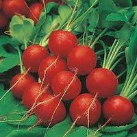 Radish Scarlet Globe Organic Vegetable Seeds