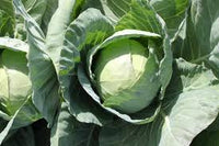 Farao – Organic Cabbage Seed