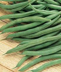 Provider – Organic Bean Seed