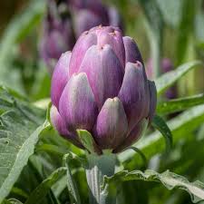 Colorado Star – Artichoke Seed
