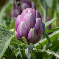 Colorado Star – Artichoke Seed