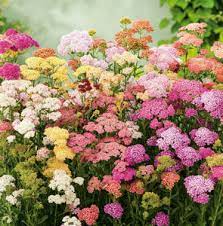 Colorado Mix – Organic Yarrow Seed