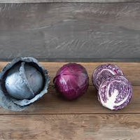 Primero – Organic Cabbage Seed