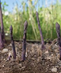 Erasmus – Purple Asparagus Seeds