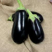 Nadia – Eggplant Seed