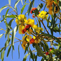 Red Cap Gum- Dwarf