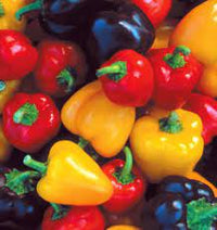 Capsicum- Mini Bell Red