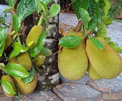 Jackfruit Seeds
