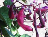 Ruby Moon – Hyacinth Bean Seed