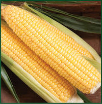 SS3778R – Treated Corn Seed