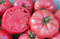 Brandywine – Organic Tomato Seed