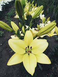 Asiatic Lily Trebbiano Longiflorum Soft Yellow Bulb