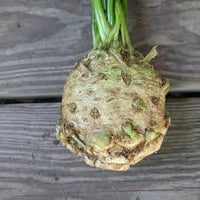 Monarch Celeriac Seeds