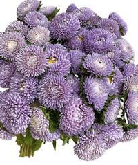 Lady Coral Lavender – China Aster Seed