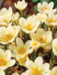 Snow Crocus- Cream Beauty
