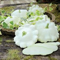 Summer Squash- Green Tint