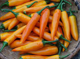 Chilli- Bulgarian Carrot