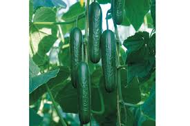 Socrates – Organic Cucumber Seed