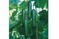 Socrates – Organic Cucumber Seed