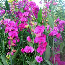 Sweetpea- Solstice Rose