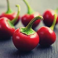 Chilli  Hybrid Red Pearl Queen Vegetable Seeds