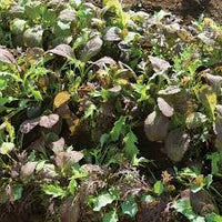 Elegance Greens Mix – Lettuce Seeds