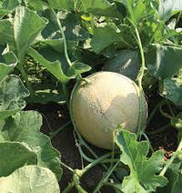 Divergent – Organic Melon Seed