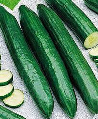 Socrates – Organic Cucumber Seed