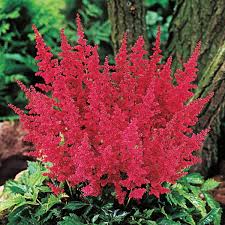Granat Astilbe