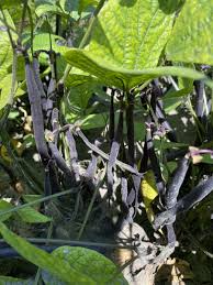 Royal Burgundy – Organic Purple Bean Seeds