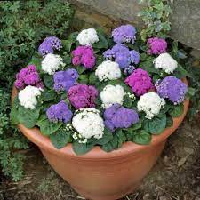 Heirloom Ageratum Balls Mix Flower Seeds for Planting - heirloom and Non-GMO garden seeds