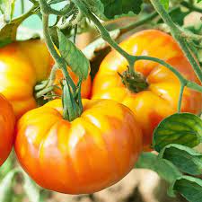 Pineapple Tomato Solanum lycopersicum seeds for garden planting