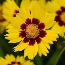 Coreopsis Cosmos Flower Seeds for Planting – Vibrant Blooms, Non-GMO, Heirloom Seeds - Cosmos for planting in home garden