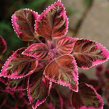 Red Trailing Queen Coleus seeds for Planting - Heirloom and Non-GMO seeds for home garden for planting in home garden
