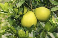 Pomelo Citrus maxima seeds for home orchard